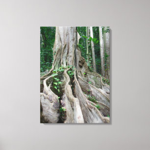 Moreton Bay Fig Tree Roots Canvas Print