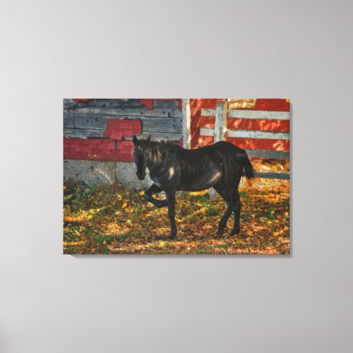Morgan Black Horse  Autumn Leaves Fine Art Canvas Print