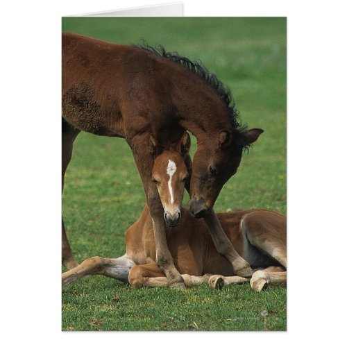 Morgan Foals Playing