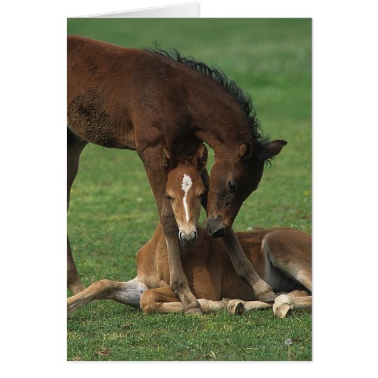 Morgan Foals Playing (Front)