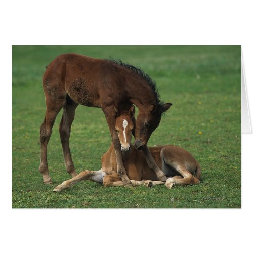 Morgan Foals Playing