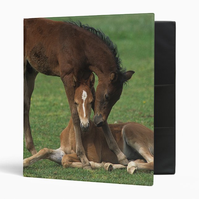 Morgan Foals Playing Binder (Front/Inside)
