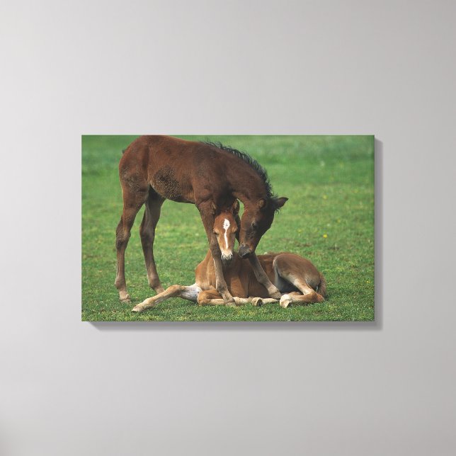Morgan Foals Playing Canvas Print (Front)