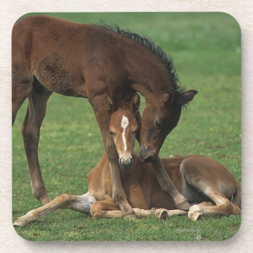 Morgan Foals Playing Drink Coaster