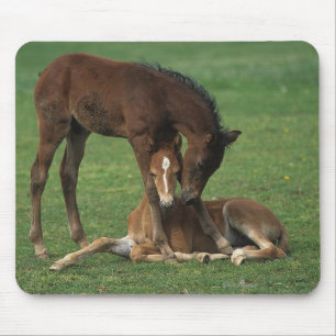 Morgan Foals Playing Mouse Pad