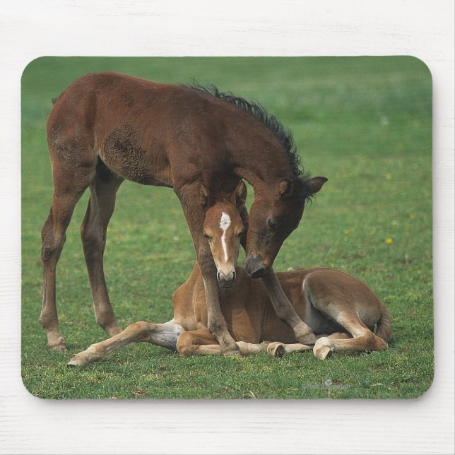 Morgan Foals Playing Mouse Pad (Front)