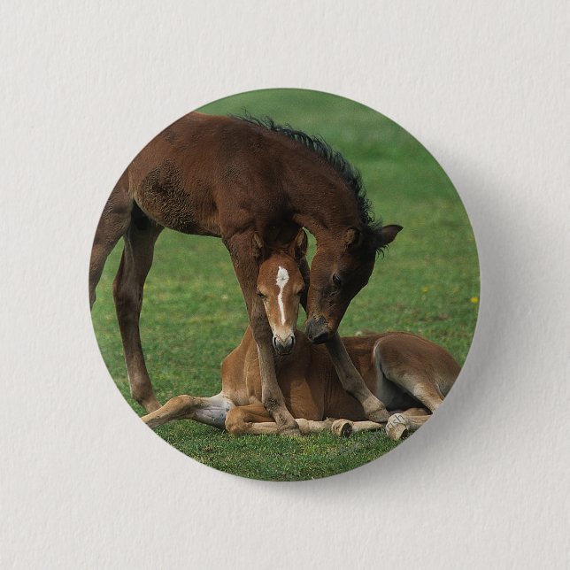 Morgan Foals Playing Pinback Button (Front)