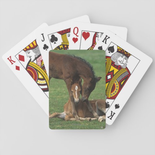 Morgan Foals Playing Poker Cards