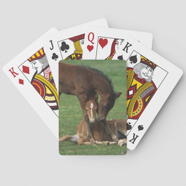 Morgan Foals Playing Poker Cards (Back)