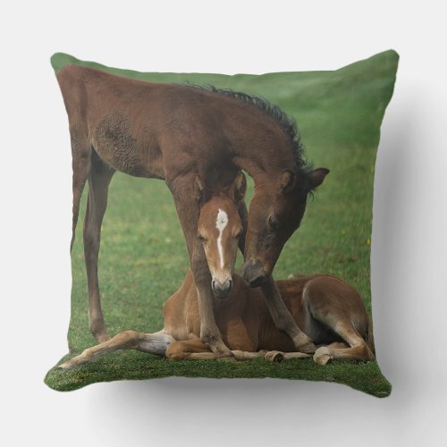Morgan Foals Playing Throw Pillow