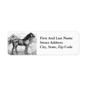 Morgan Horse 1888 Vintage Drawing Breed Art Label