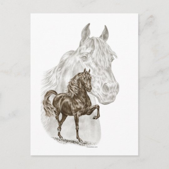 Horse Art Postcard
