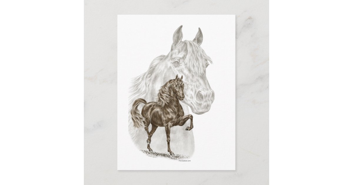 Horse Art Postcard Zazzle