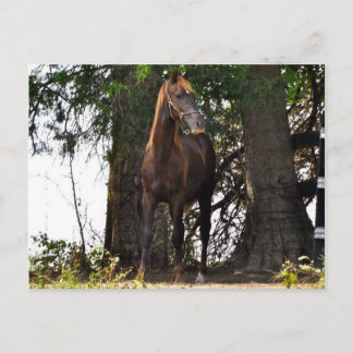 Morgan Horse Products!! Postcard