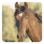 Morgan Horse Stickers