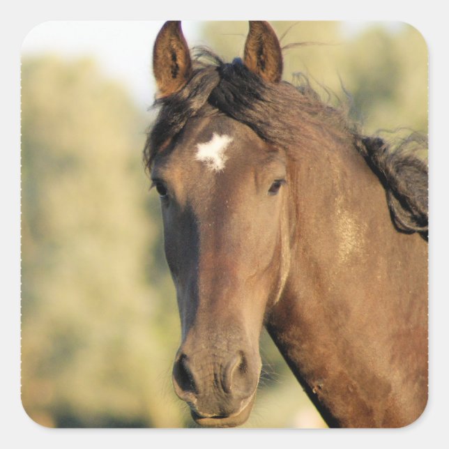 Morgan Horse Stickers (Front)