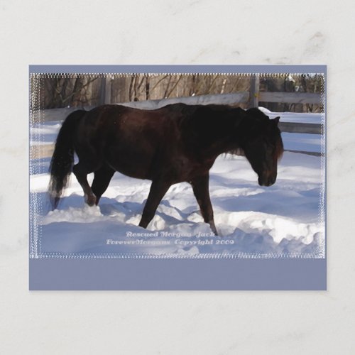 Morgan Horse Winter Wonderland Blank Postcard