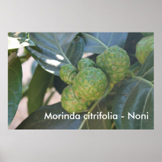 Morinda citrifolia - Noni Poster