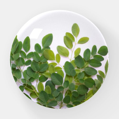 Moringa leaves with text space paperweight