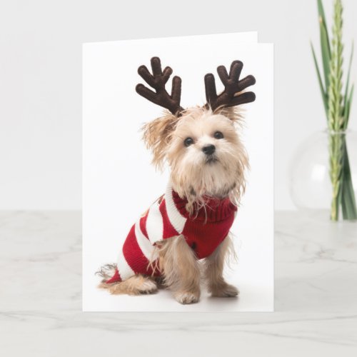 Morkie breed dog with Christmas antlers Holiday Card