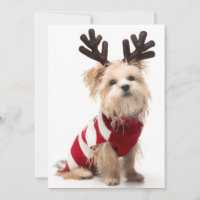 Morkie breed dog with Christmas antlers