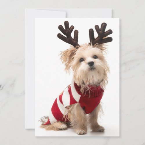 Morkie breed dog with Christmas antlers Holiday Card