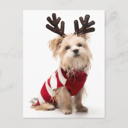 Morkie breed dog with Christmas antlers Holiday Postcard
