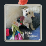 Morkie Christmas Stocking Premium Ornament<br><div class="desc">Is it a Christmas mermaid, or a Morkie in a Christmas stocking? It's Mojo, the Morkie, hamming it up for the camera again! He's wishing you and your family some Christmas cheer during this festive holiday season. Mojo is a rescue pup who brings constant energy and laughter to his forever...</div>