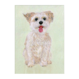 Morkie Dog Acrylic Print
