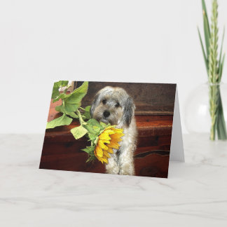 Morkie Greeting Card