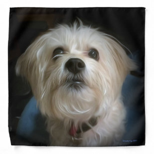 morkie clothes