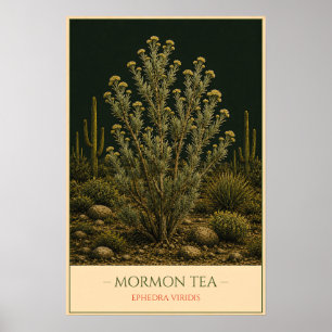Mormon Tea – Vintage Botanical Illustration Poster