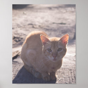 Morning Cat Poster