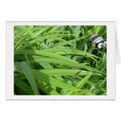 Morning dew (Front Horizontal)