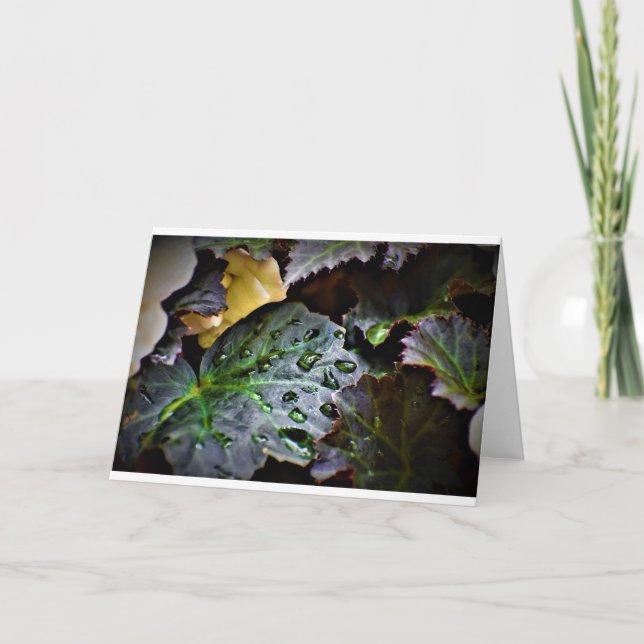 Morning Dew, card (Front)