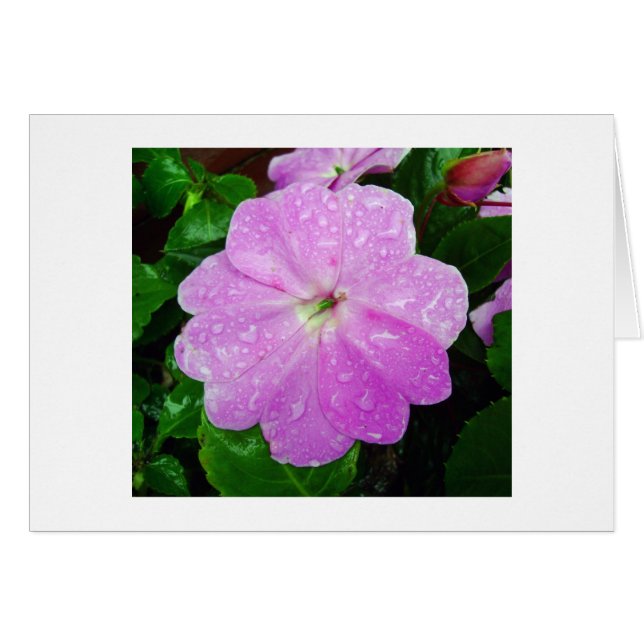 Morning Dew Cards (Front Horizontal)