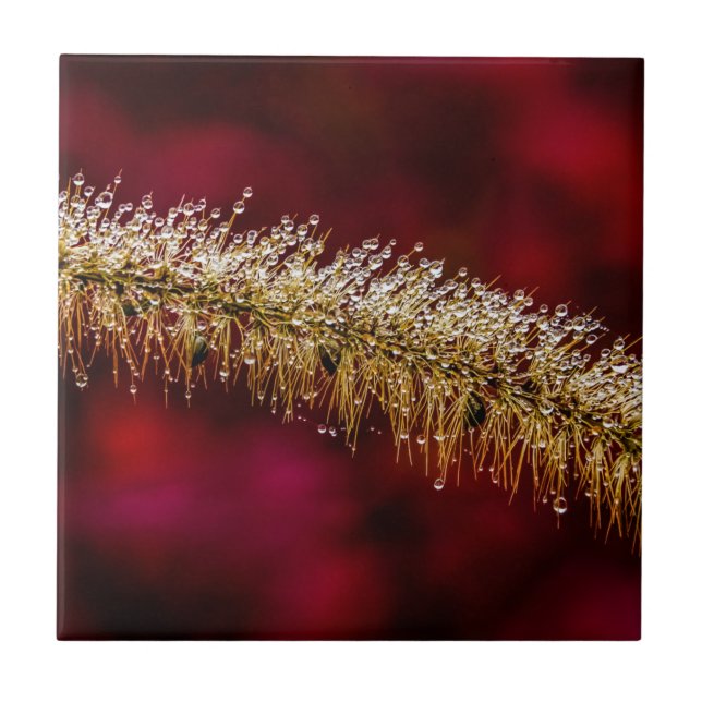 Morning Dew Ceramic Tile (Front)