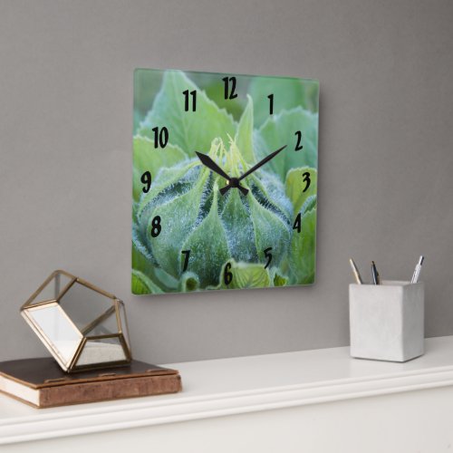 Morning Dew Covered Sunflower Bud Close_Up Photo Square Wall Clock