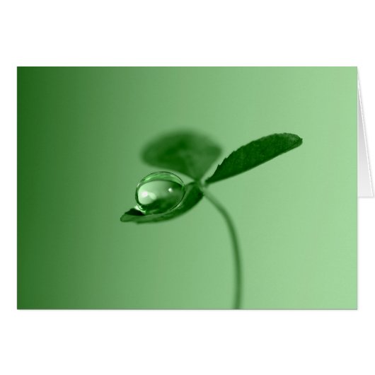 Morning dew drop cards (Front Horizontal)