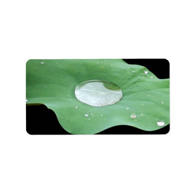 Morning Dew on Lilypad Label (Front)