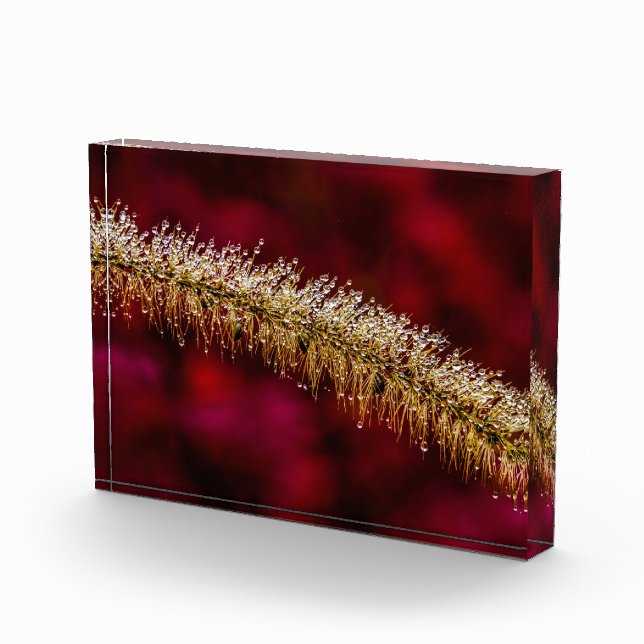 Morning Dew Photo Block (Right)