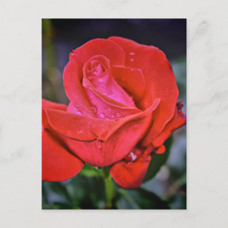 Morning Dew Postcard