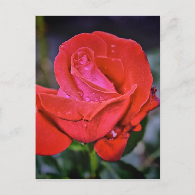 Morning Dew Postcard (Front)