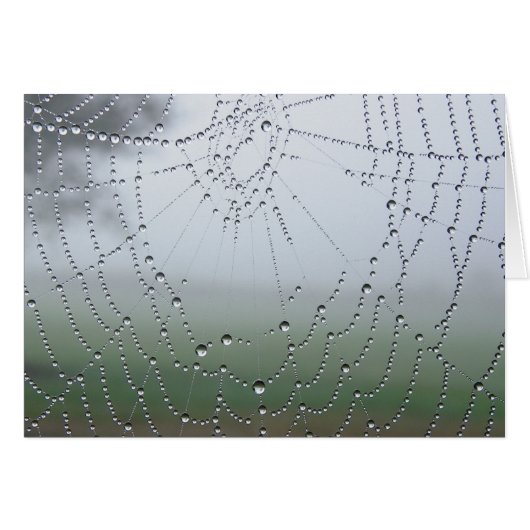 Morning Dew Spider Web Cards (Front Horizontal)