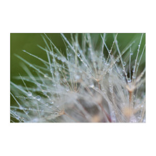 Morning Dews Acrylic Print
