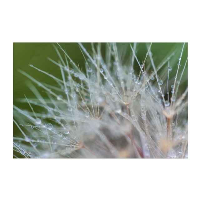 Morning Dews Acrylic Print (Front)