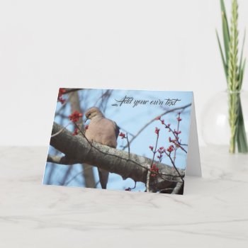 Morning Dove Cards by RenderlyYours at Zazzle
