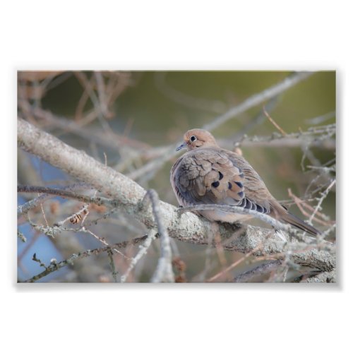 Morning Dove Hiding in Pine Tree Bird  Photo Print