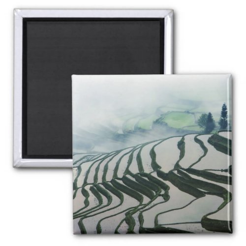 Morning Fog Above Rice Fields Magnet