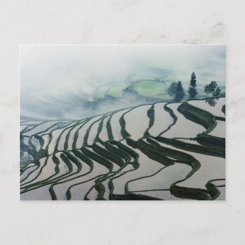 Morning Fog Above Rice Fields Postcard